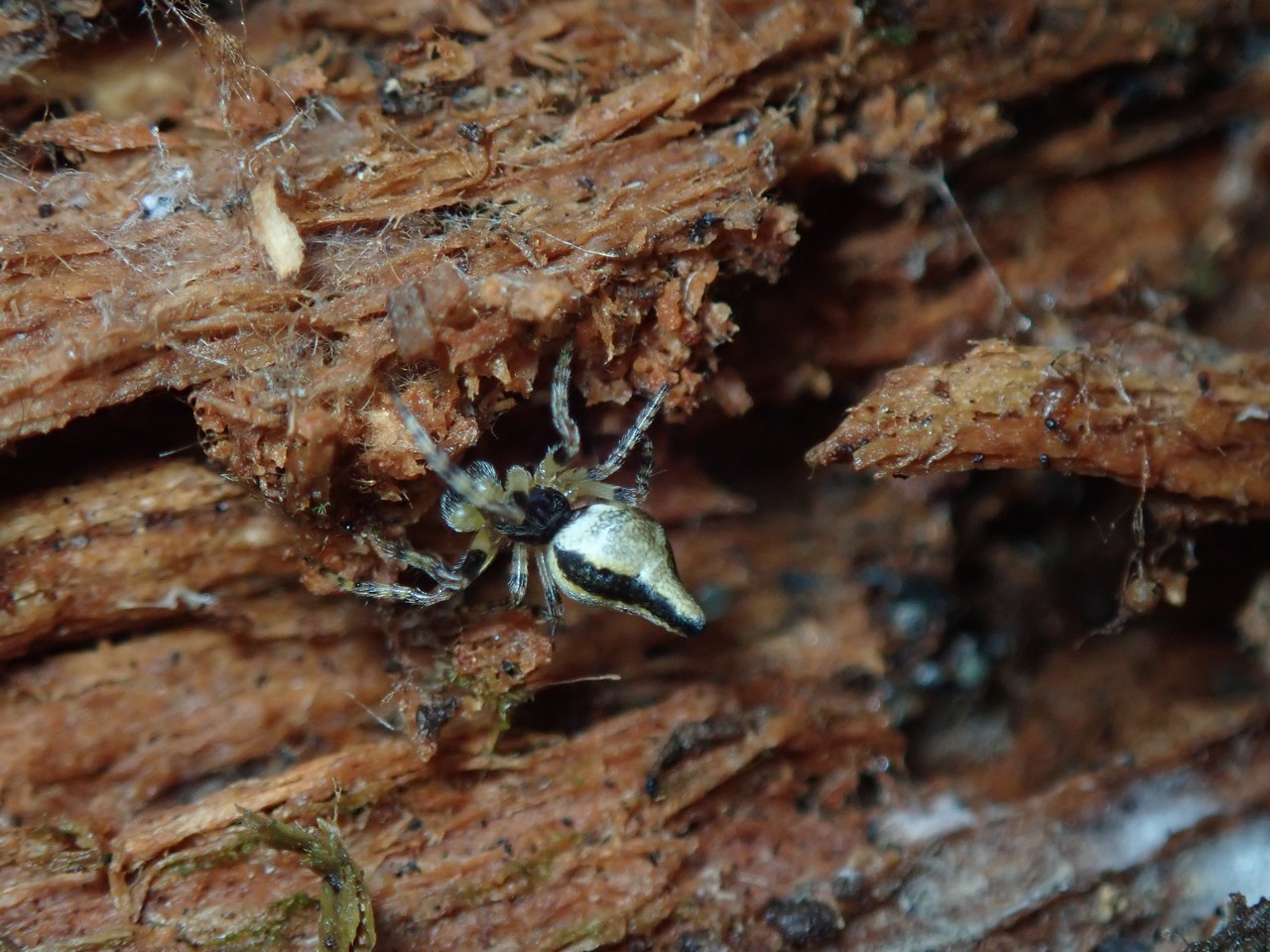 Cyclosa conica Cyclosa conica